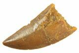 Serrated Raptor Tooth - Real Dinosaur Tooth #297722-1